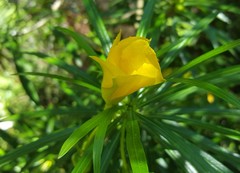Cascabela thevetia
