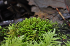 Aulacomnium androgynum