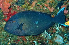 Acanthurus mata