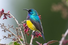 Variable Sunbird photo 2