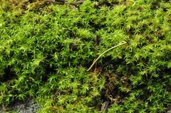 Vinealobryum vineale