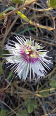 Passiflora santiagana