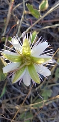 Passiflora santiagana
