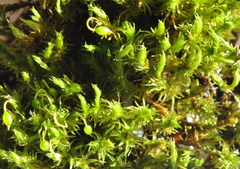 Vinealobryum vineale