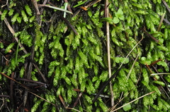 Hygrohypnella ochracea