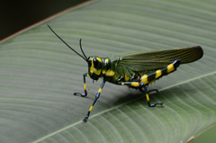 Chromacris psittacus