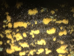 Mucronella flava