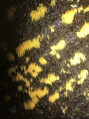 Mucronella flava