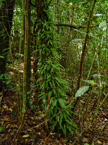 Asplenium sandersonii image