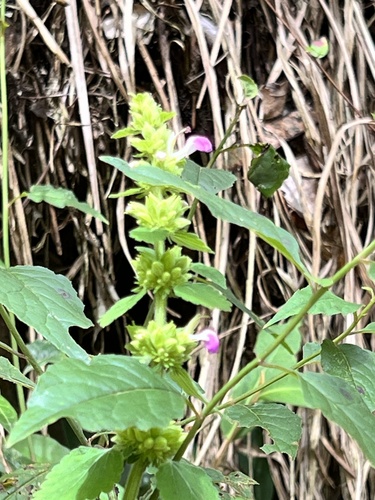 Anisomeles indica iNat (3)