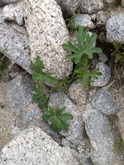 Delphinium parishii subglobosum