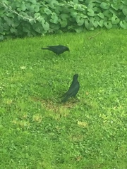 Molothrus bonariensis