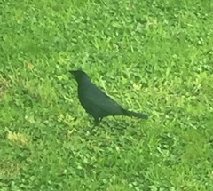 Molothrus bonariensis