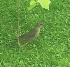 Molothrus bonariensis