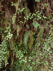 Trichomanes strictum