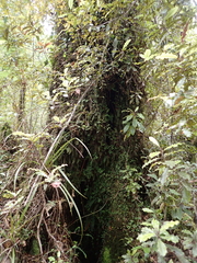 Trichomanes strictum