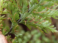 Trichomanes strictum