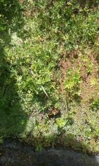 Ranunculus glabrifolius