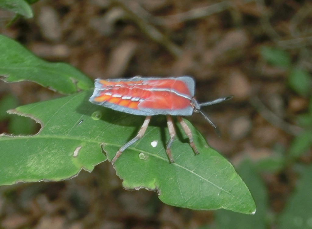 Lychee Stink Bug from 600台灣嘉義市 on July 19, 2023 at 01:36 PM by ...