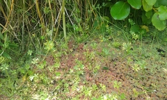 Ranunculus glabrifolius