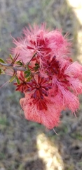 Calliandra haematomma