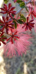 Calliandra haematomma