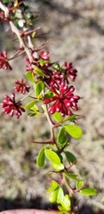 Calliandra haematomma