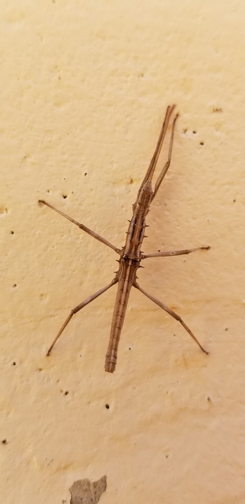 Teruelphasmini