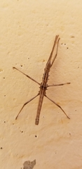 Teruelphasma stridulus