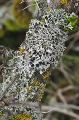 Physcia alnophila
