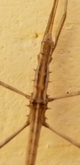 Teruelphasma stridulus