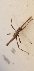 Teruelphasma stridulus