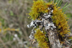 Physcia alnophila