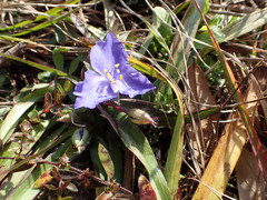 Tradescantia subacaulis