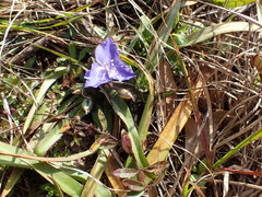 Tradescantia subacaulis