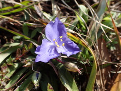Tradescantia subacaulis