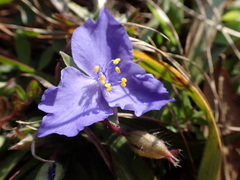Tradescantia subacaulis