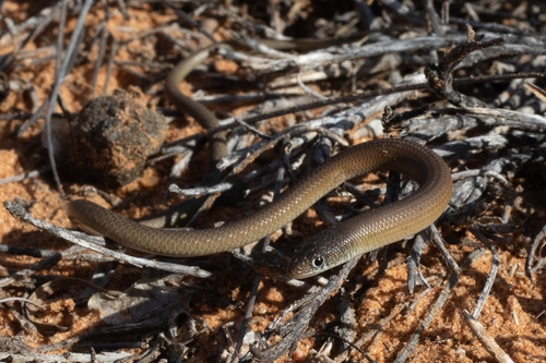 Butler's Legless Lizard, Delma butleri