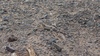 Phrynocephalus versicolor hispidus - Photo (c) Purevee Erdenetushig, some rights reserved (CC BY-NC), uploaded by Purevee Erdenetushig