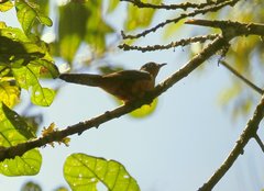 Cacomantis castaneiventris