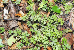 Hydrocotyle dissecta