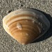 Reddish Trough Shell - Photo (c) davidsando, some rights reserved (CC BY-NC), uploaded by davidsando