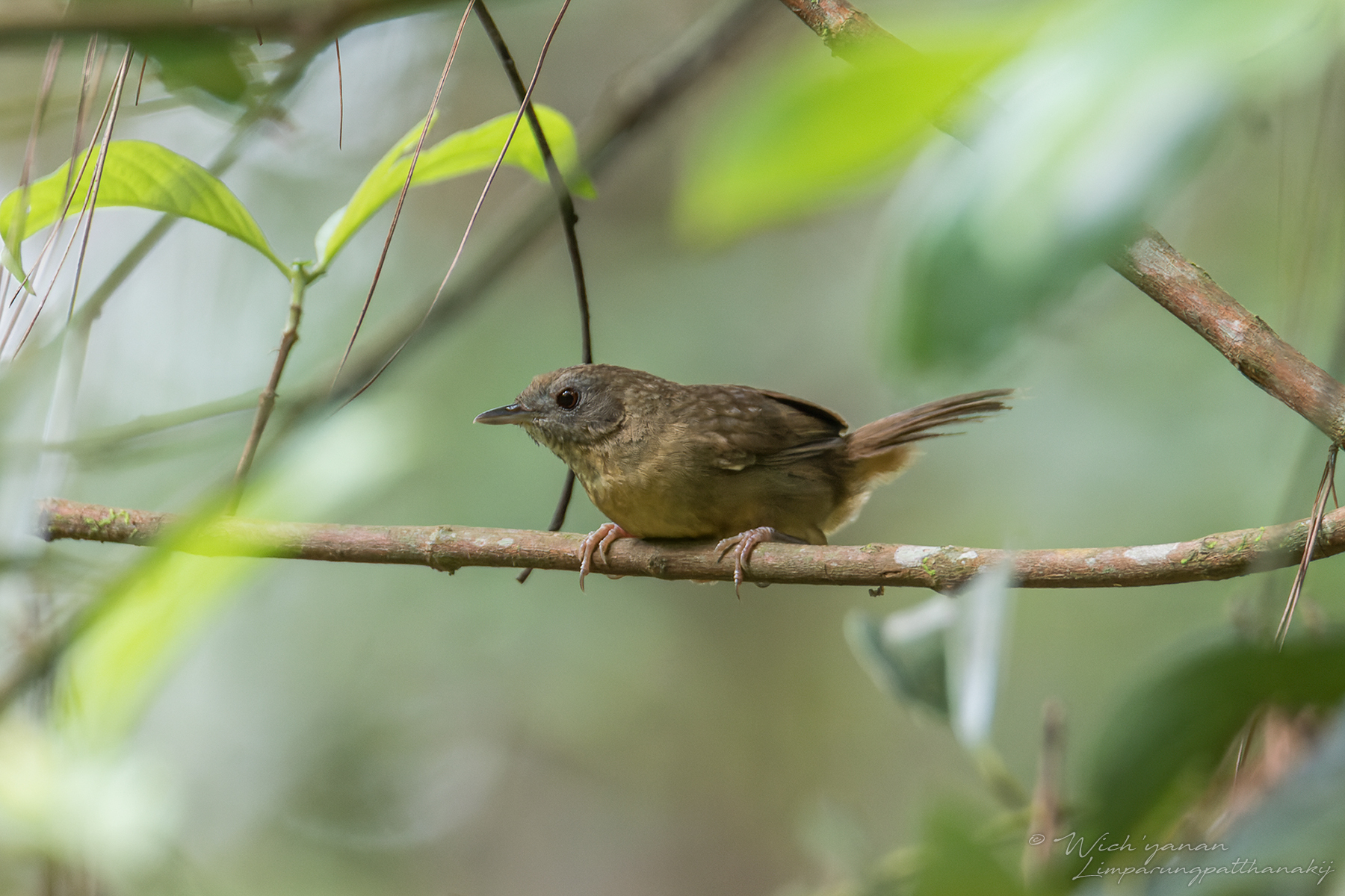 Spot-throated Babbler