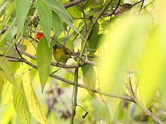 Zosterops fuscicapilla