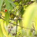 Capped White-Eye - Photo (c) Carmelo López Abad, some rights reserved (CC BY-NC), uploaded by Carmelo López Abad