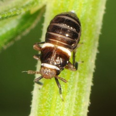 Pissonotus