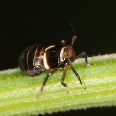 Pissonotus