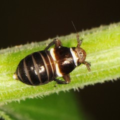 Pissonotus
