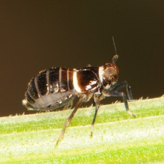 Pissonotus