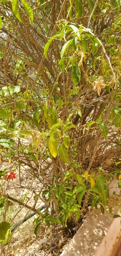 Cestrum nocturnum image